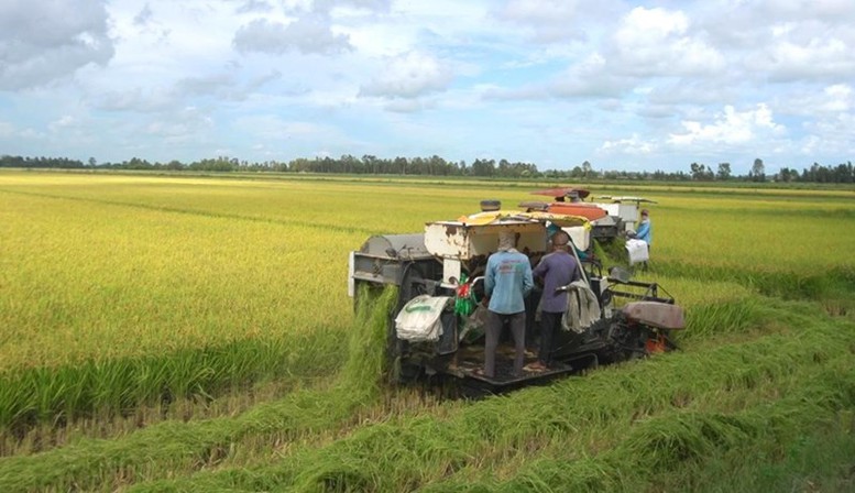 Exportaciones agroforestales y acuícolas de Vietnam crecen 5,9% en primer trimestre de 2026
